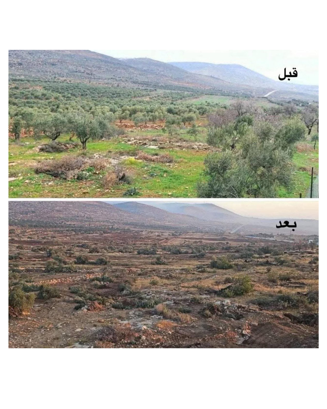 When They Uproot Our Olive Trees