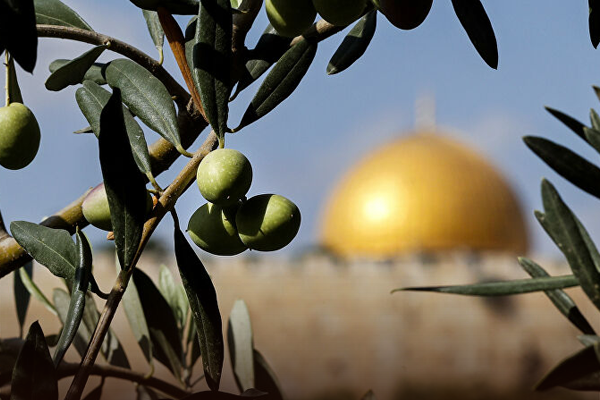 The Olive Tree: Symbol of Life, Survival & Palestine