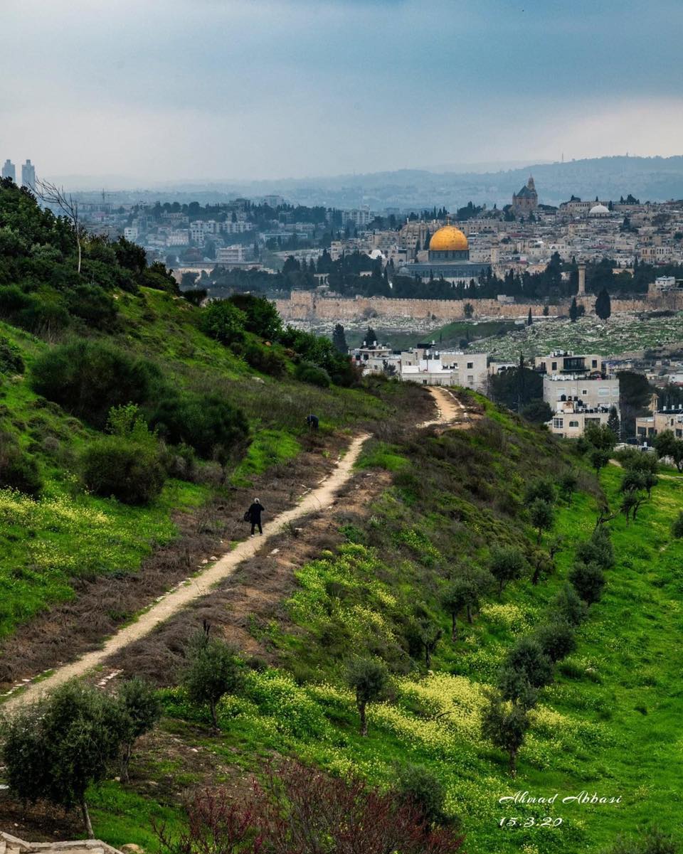 From Palestine to Your Home: Why Your Purchase Matters