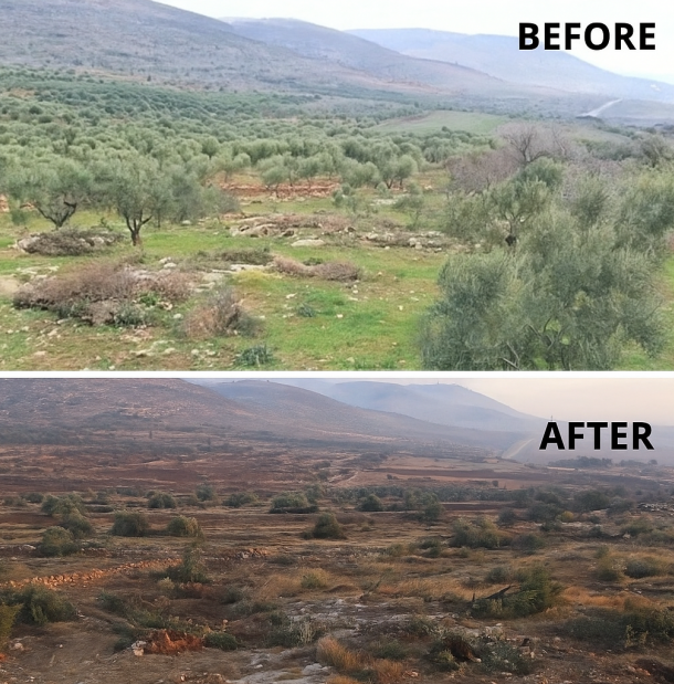 When They Uproot Our Olive Trees
