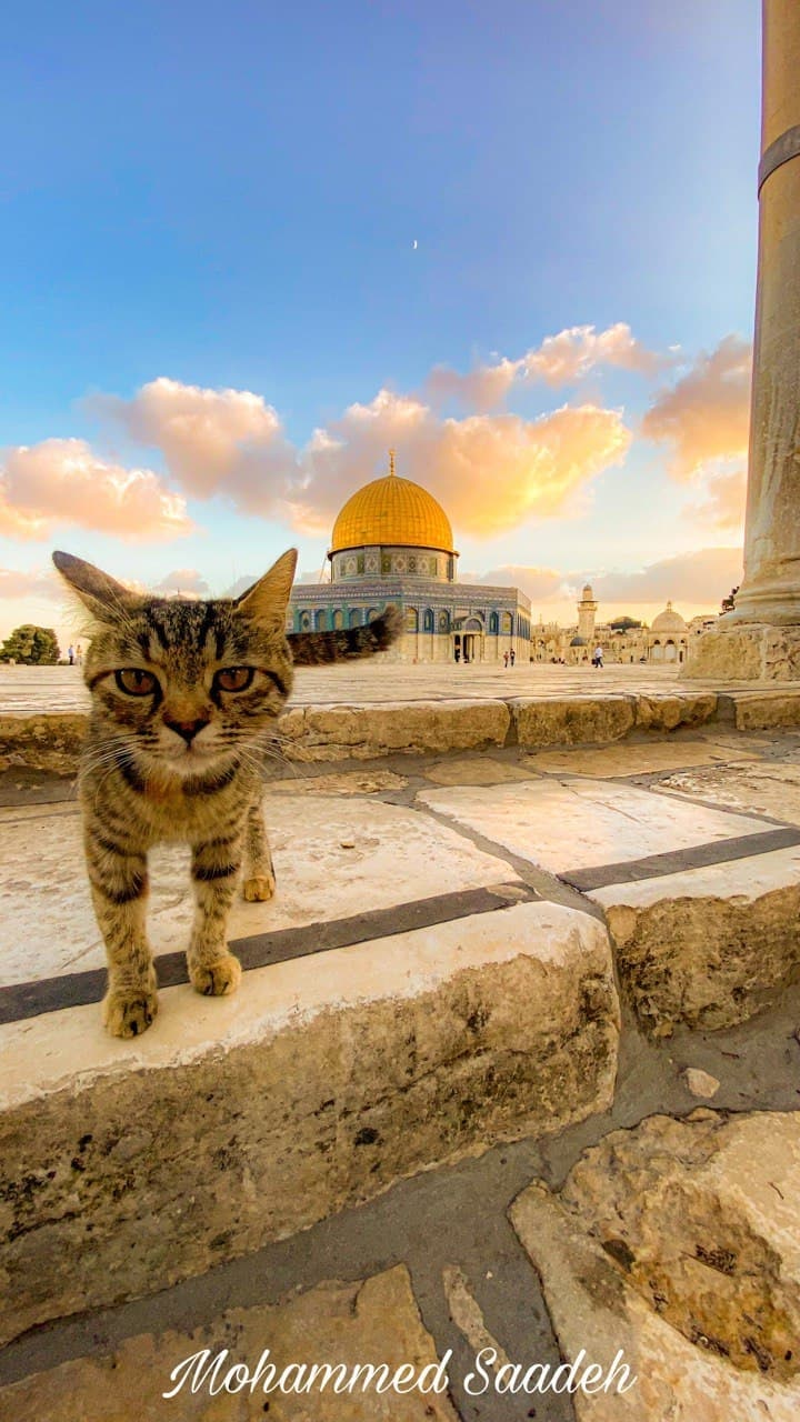 Stand With Palestine