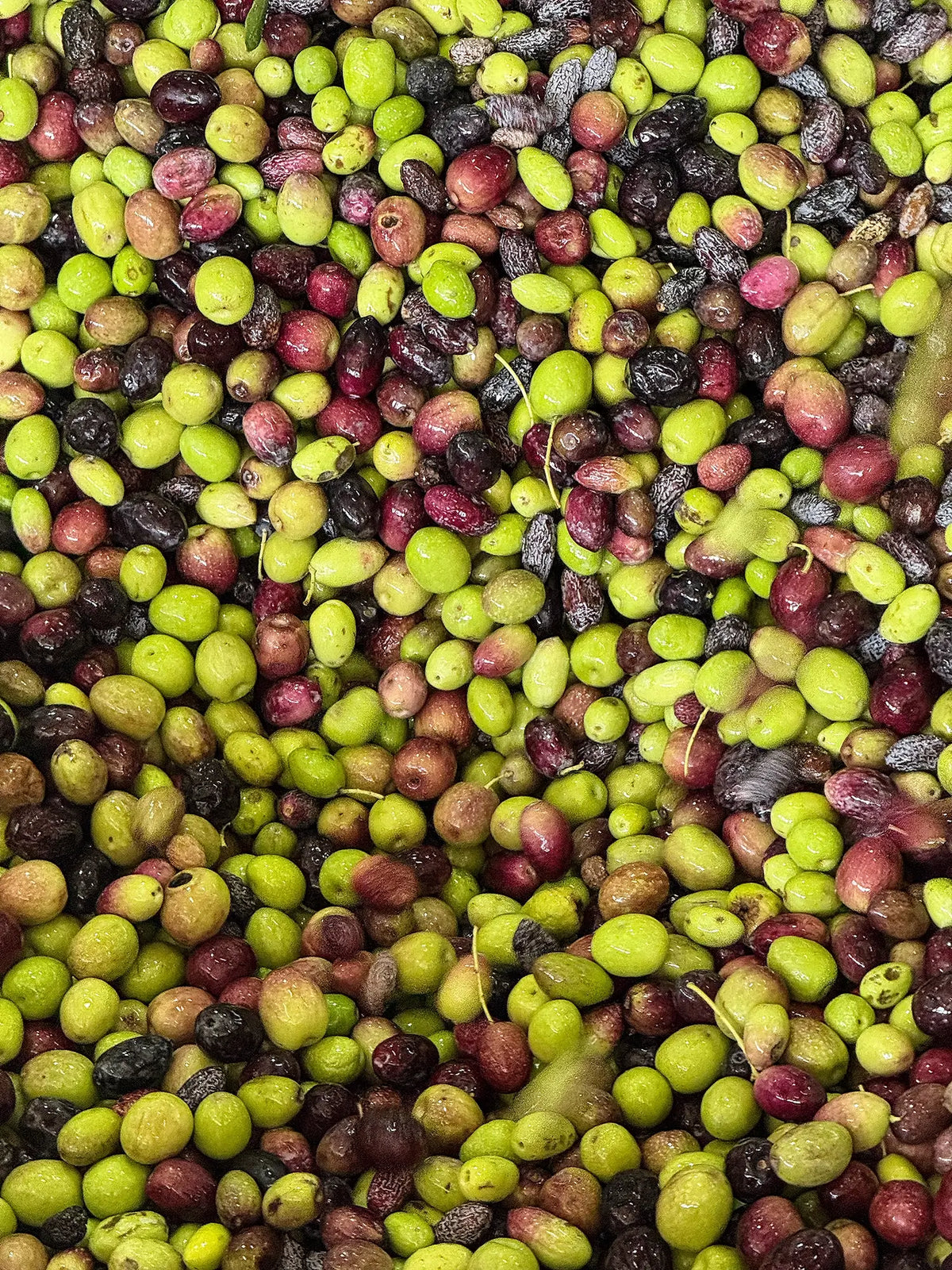 Basita Extra Virgin Olive Oil – Palestinian, 500 ml